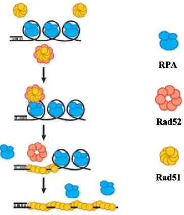 Figure  12.  Rad52  et  son  rôle  de  médiateur  de  la  Recombinaison  Homologue. Rad52  forme  un  complexe  avec  Rad51  et  l’adresse  à l’ADN  simple-brin  recouvert  de  RPA,  en  favorisant  la  formation  du  complexe  présynaptique