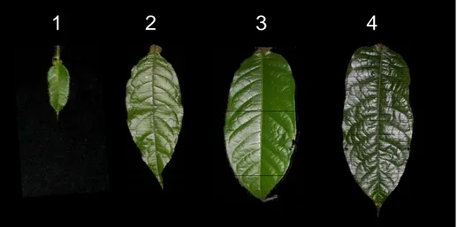 Figure 9. Les quatre stades de développement foliaire d’H. physophora utilisés pendant les 