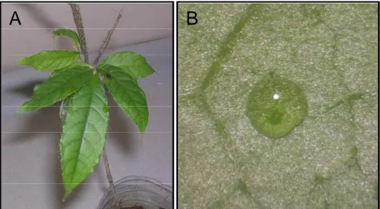 Figure 19. A. Nouvelles feuilles sans domaties sur un plant d’H. physophora ayant 