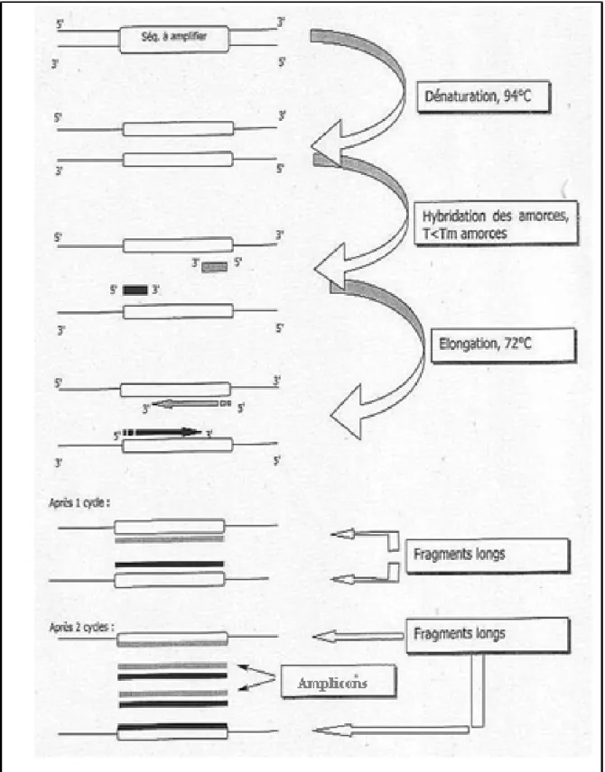 Figure 34 : Etapes d’un cycle de réaction de polymérisation en chaîne (PCR).  
