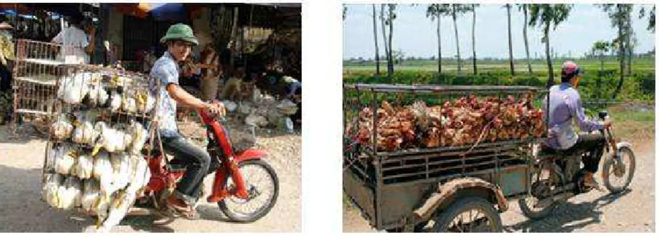 Figure 7 : Transport en commun de volailles au Vietnam 