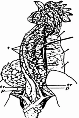 Figure 9 : Anatomie du cou d’un jeune coq, montrant le thymus (t), la thyroïde  (tr), la parathyroïde (p) (D’après Nonidez, 1927) 