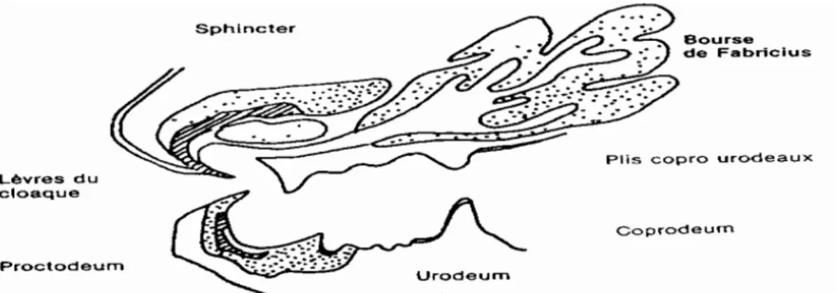 Figure 10 : Section sagittale montrant la localisation de la bourse de Fabricius  (D’après Bouzouaia) 