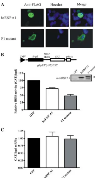 Figure 3. Cytoplasmic localization of hnRNP A1 reduces XIAP