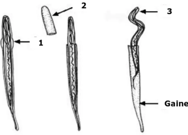 Figure 2. Les étapes du dégainement des larves infestantes des trichostrongles gastro-intestinaux des ruminants.