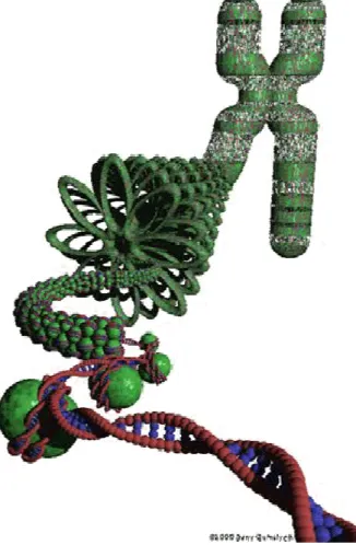 Figure 1 : représentation schématique d’un chromosome 
