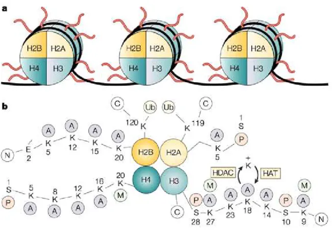 Figure 2 : représentation de la structure des histones dans les nucléosomes. 