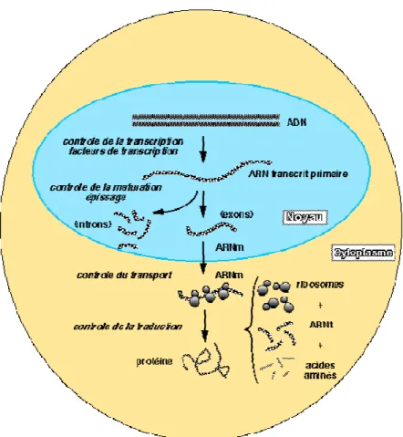 Figure 5 : régulation de l'expression génique 