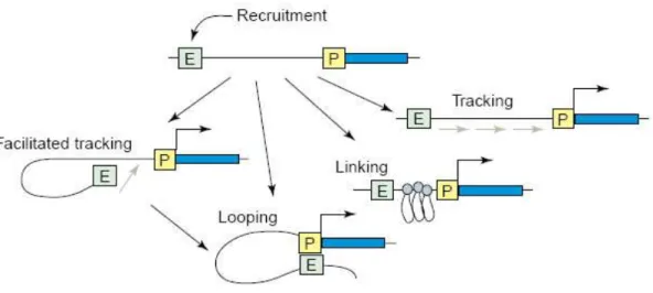 Figure 8 : modes d’interaction d’un régulateur distant avec le promoteur d’un gène cible