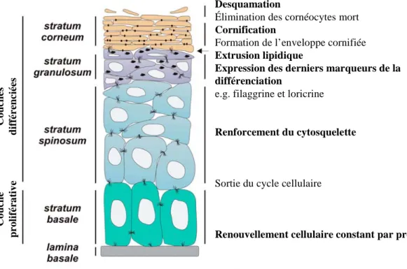 Figure 12 : représentation schématique de l’épiderme 