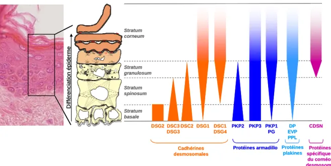 Figure 16 : expression des protéines desmosomales au cours de la différenciation épidermique  (d’après (Jonca, 2008)) 
