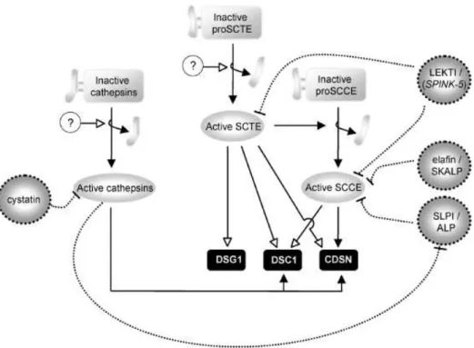 Figure 18 : modèle de régulation de la desquamation (d’après (Caubet et al., 2004)). 