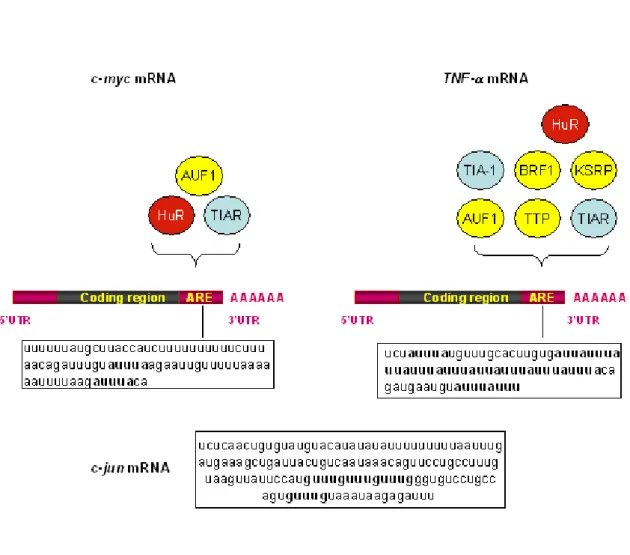 Figure 4: Diversity of ARE sequences and AU-BPs with which they interact 