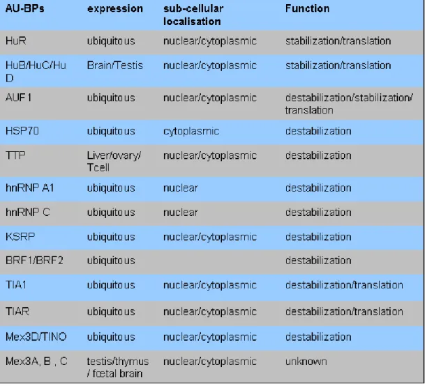 Table I: Localization, expression and functions of the most studied AU-Binding  Proteins (AU-BPs) 
