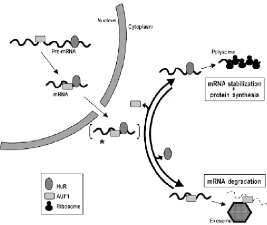 Figure 6: Different ARE-mRNA fate when bound by HuR or AUF1 