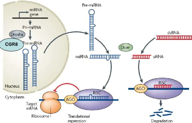 Figure 9: Post-transcriptional regulation by microRNAs and small interfering  RNAs 