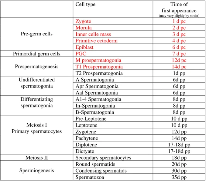 Table II: Time of germ cell first appearance in seminiferous tubules during mouse  testis ontogenesis 