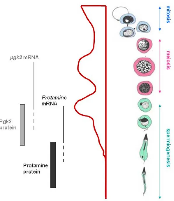 Figure 14: Temporal regulation of protamine 1 and Pgk2 mRNA translation during  spermatogenesis 