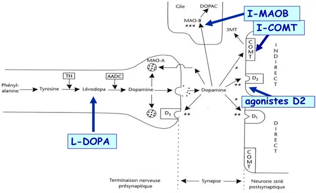 Figure  4 :  Mécanisme  d’action  des  traitements  anti-Parkinsonniens  au  niveau  de  la  synapse dopaminergique striatale –d’après Impact Internat- sept 97 