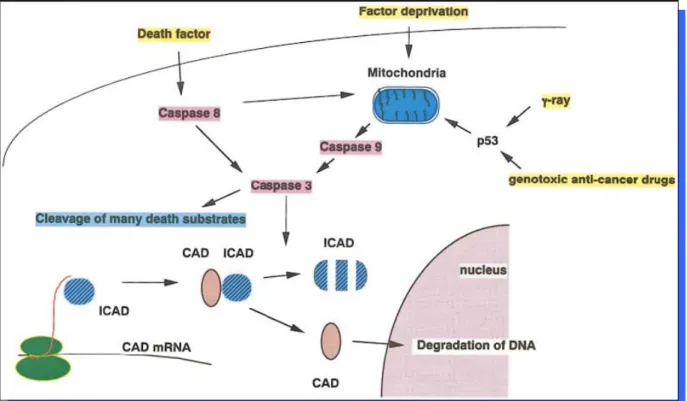 Figure 1: Fragmentation de l’ADN médiée par CAD lors de l’apoptose: 