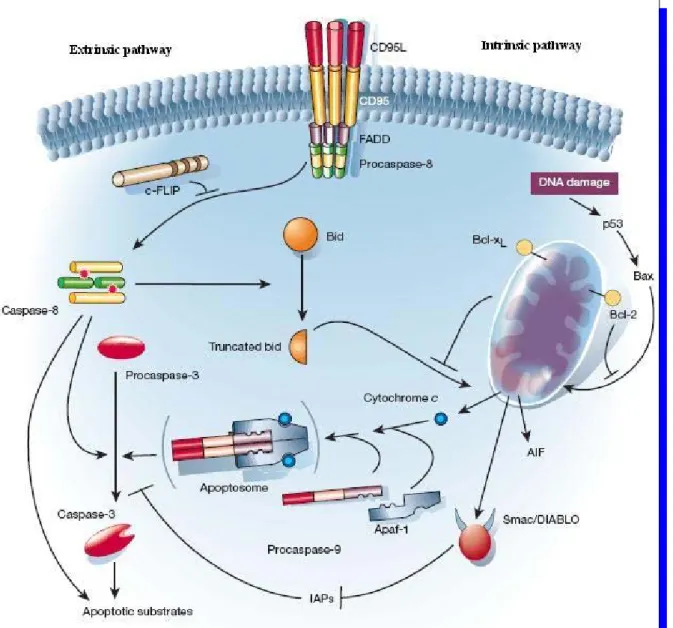 Figure 4: Représentation des deux voies majeures de l’apoptose (voir le texte pour la 