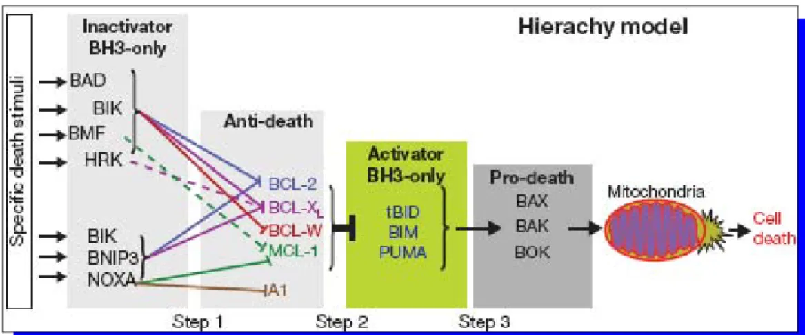 Figure 7: Représentation d’un modèle hiérarchique d’activation de BAX et BAK : 