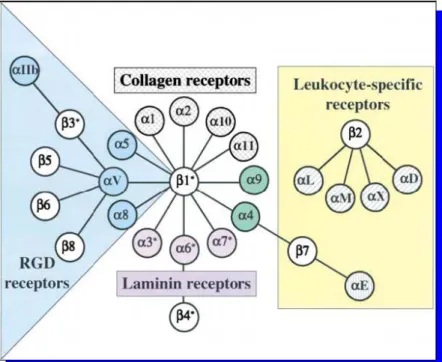 Figure 9 : Représentation des différentes associations des sous-unités α et β de la famille 