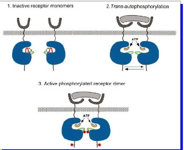 Figure 18 : Modèle d’activation de la kinase après dimérisation d’un RTK. 