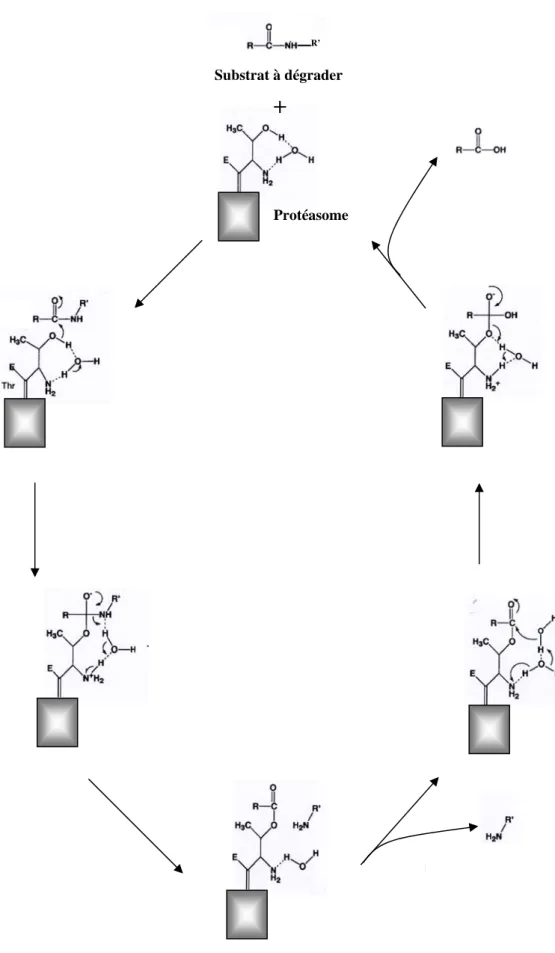 Figure 9 : Représentation schématique du mécanisme « hydrolase N-terminale nucléophile» du  protéasome 20S avec la Thréonine à l’extrémité N-terminale