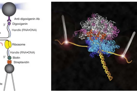 Figure  11 :  Observation  à  l’échelle  de  la  molécule  unique  de  l’activité  traductionnelle d’un ribosome 
