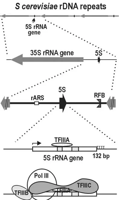 Figure 16 : Initiation de la transcription Pol III chez S. cerevisiae 