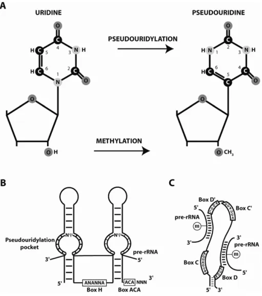 Figure 4. 2’O methylations and pseudouridylations of  pre-rRNAs are guided by box C/D and box H/ACA snoRNAs