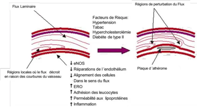 Figure 2: Importance des forces de frottement dans la dysfonction endothéliale 