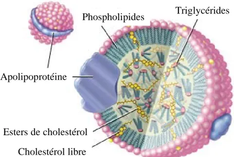 Figure 4: Schéma d’une lipoprotéine. Si on considère la LDL, son 