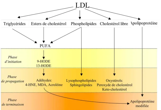 Figure 6: Représentation simplifiée de l’oxydation des LDL.   