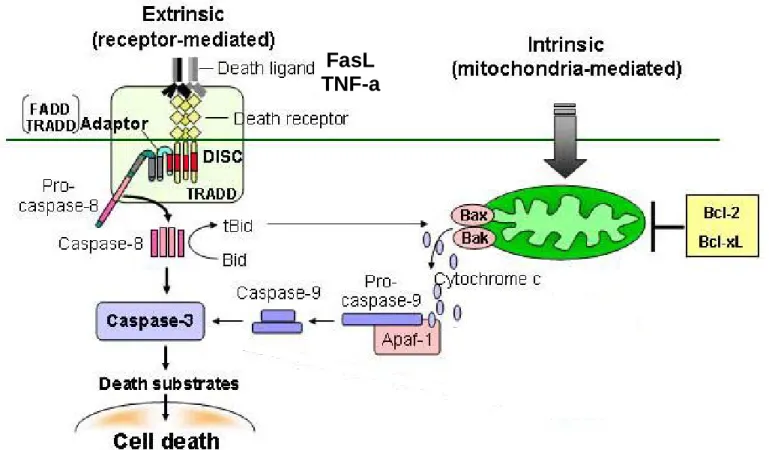 Figure  8:  Représentation  des  voies  extrinsèque  et  intrinsèque.  D’après  E.  Suri-Payer,  German Cancer Research Center