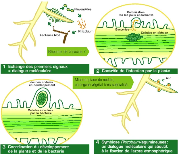 Figure  2 :  Dialogue moléculaire  entre  la  plante et  la bactérie  lors  de  la mise en place d'une  association symbiotique fixatrice d'azote