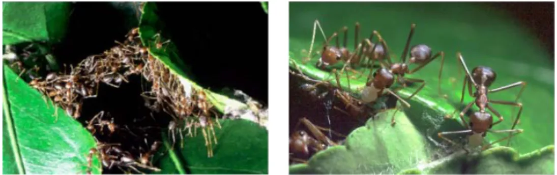 Figure 1.7: Exemple de collaboration dans les systèmes d’intelligence en essaim. Lors de la construction du nid chez la fourmi tisserande Oecophylla longinoda, un premier groupe de fourmis assure la mise en place des feuilles, pendant qu’un second groupe l