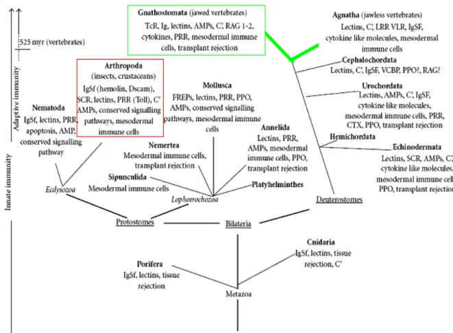 Fig. 1. Phylogenetic tree of the animal kingdom highlighting the evolution of key immunological  elements