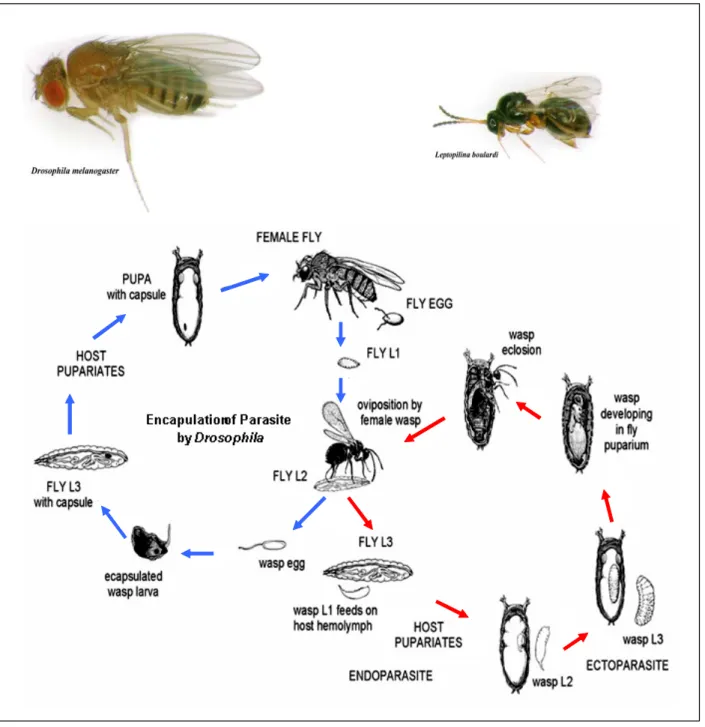 Fig. 4. The life cycles of Drosophila melanogaster and Leptopilina boulardi. 