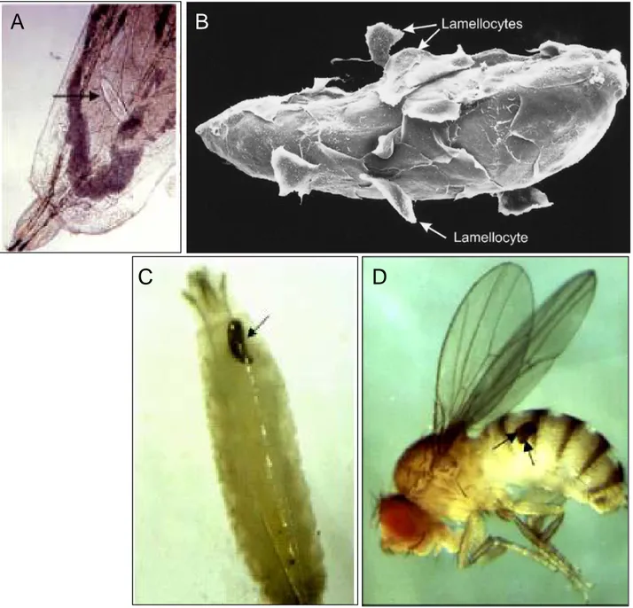 Fig. 5. Encapsulation and melanisation of the parasitoid wasp Leptopilina boulardi in  Drosophila larvae 