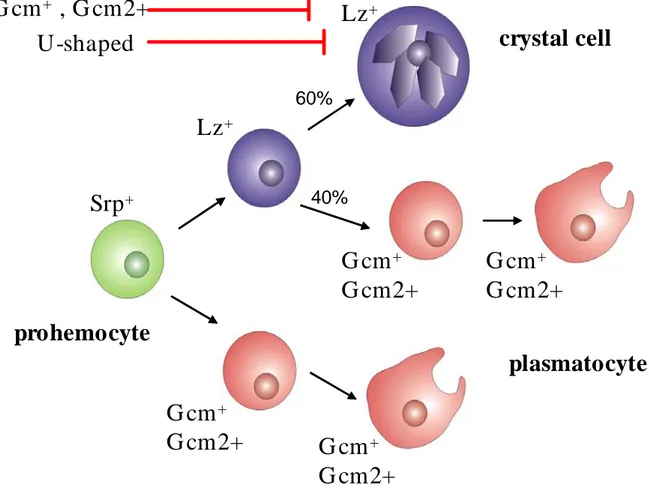 Fig. 7. The model for the generation of the hematopoietic lineages in the Drosophila  embryo 
