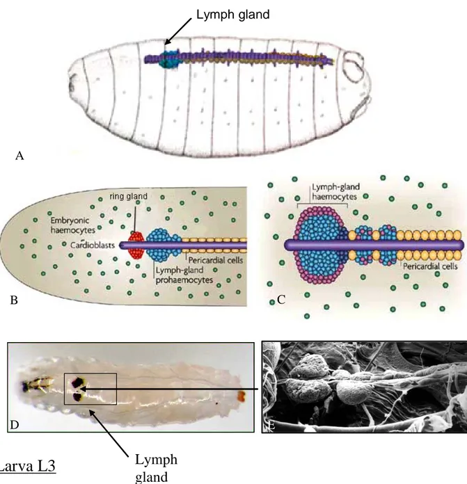 Fig. 9. Development of the lymph gland 