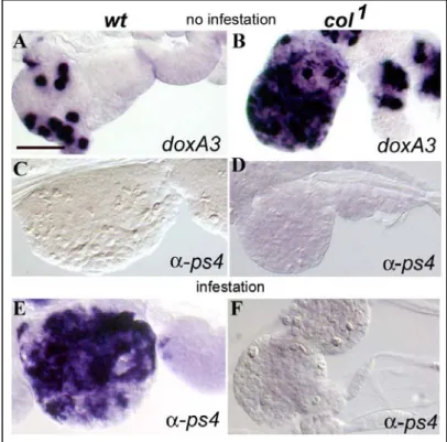 Fig. 11b. PSC plays an instructive role in lamellocyte production 