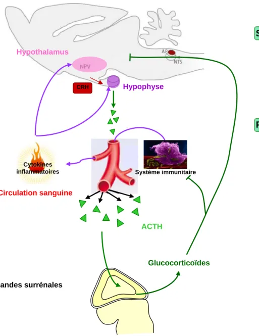 Figure 5: Communication entre les systèmes nerveux,  immunitaire et neuroendocrinien 