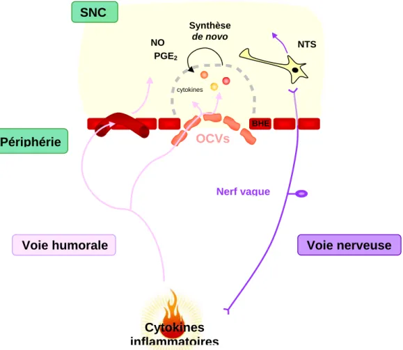 Figure 6: Les voies de communication entre le système  immunitaire et le système nerveux central 