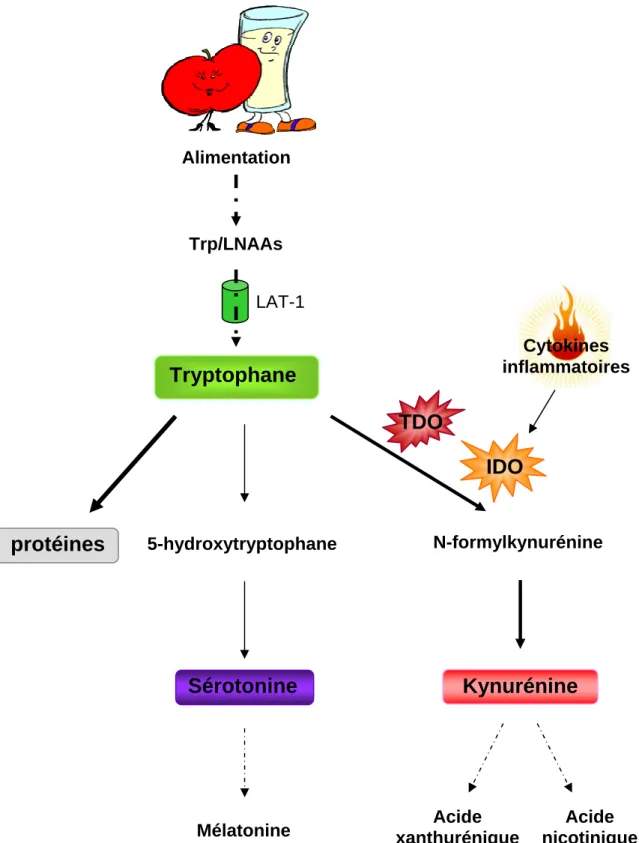 Figure 8: Les différentes voies de catabolisme du tryptophane 