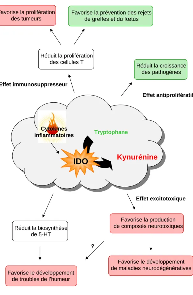 Figure 11: Les différents rôles de l’IDO et son implication   potentielle dans l’apparition des troubles de l’humeur 