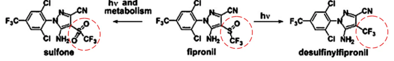 Figure 2 : Le fipronil et ses principaux métabolites 