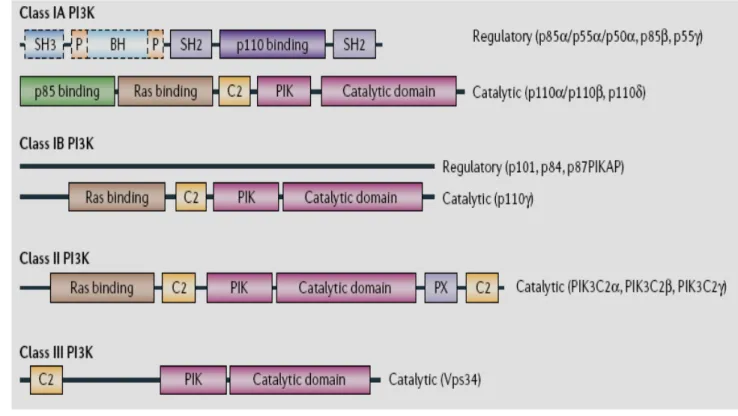 Figure 18: Classification des membres de la famille des PI3K. La figure représente de manière schématique 